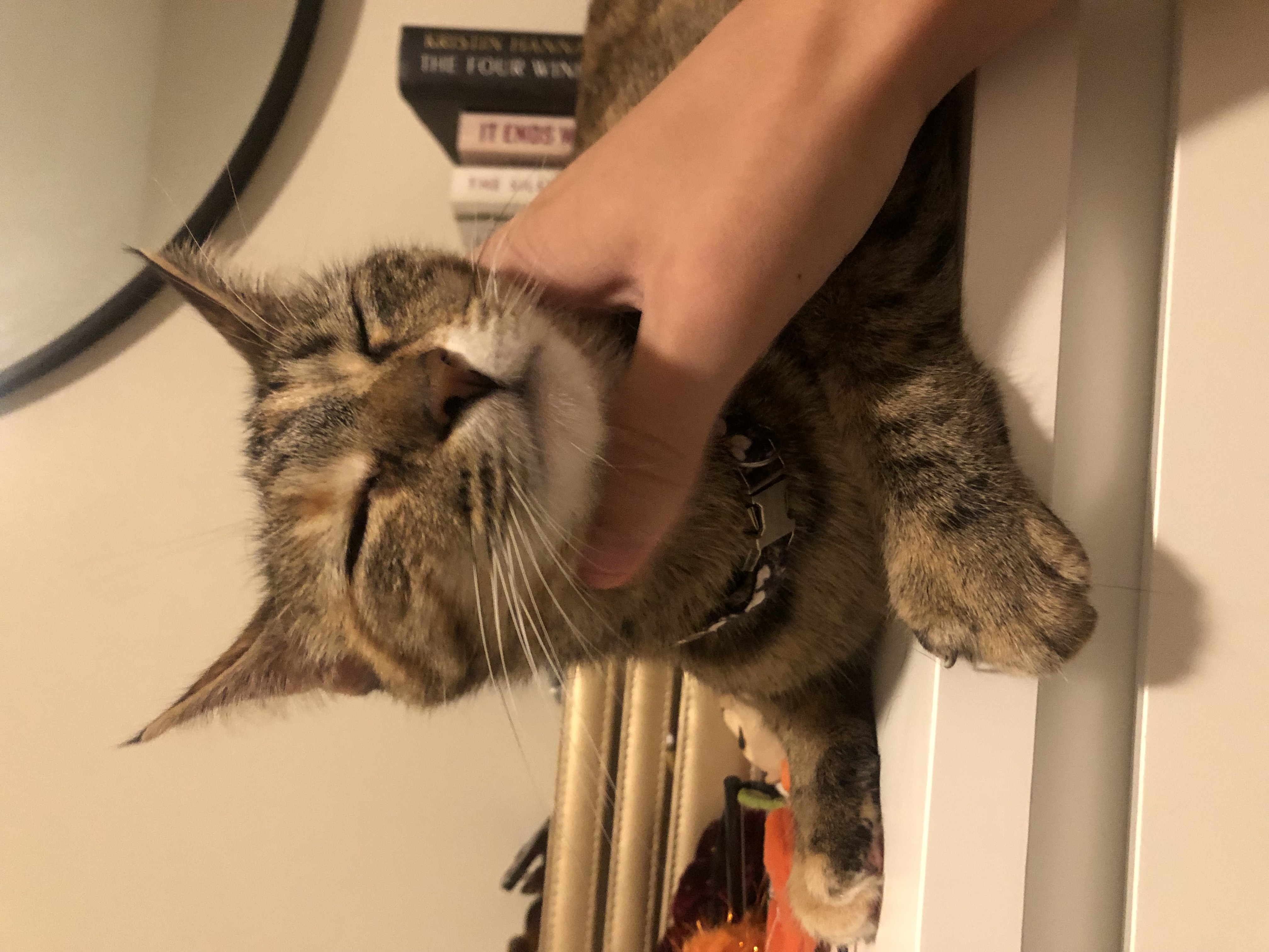 Kiki getting scratches on her head