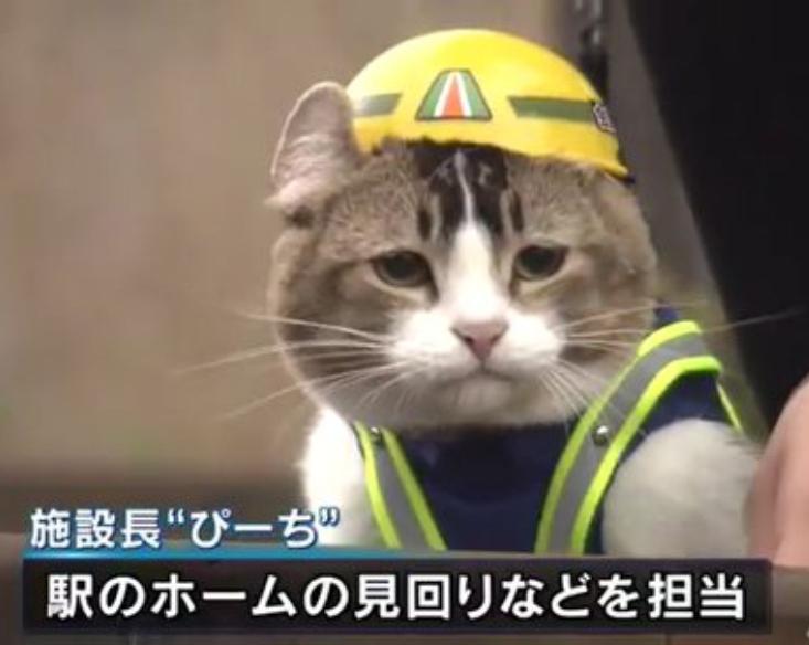 Cat Doing Construction