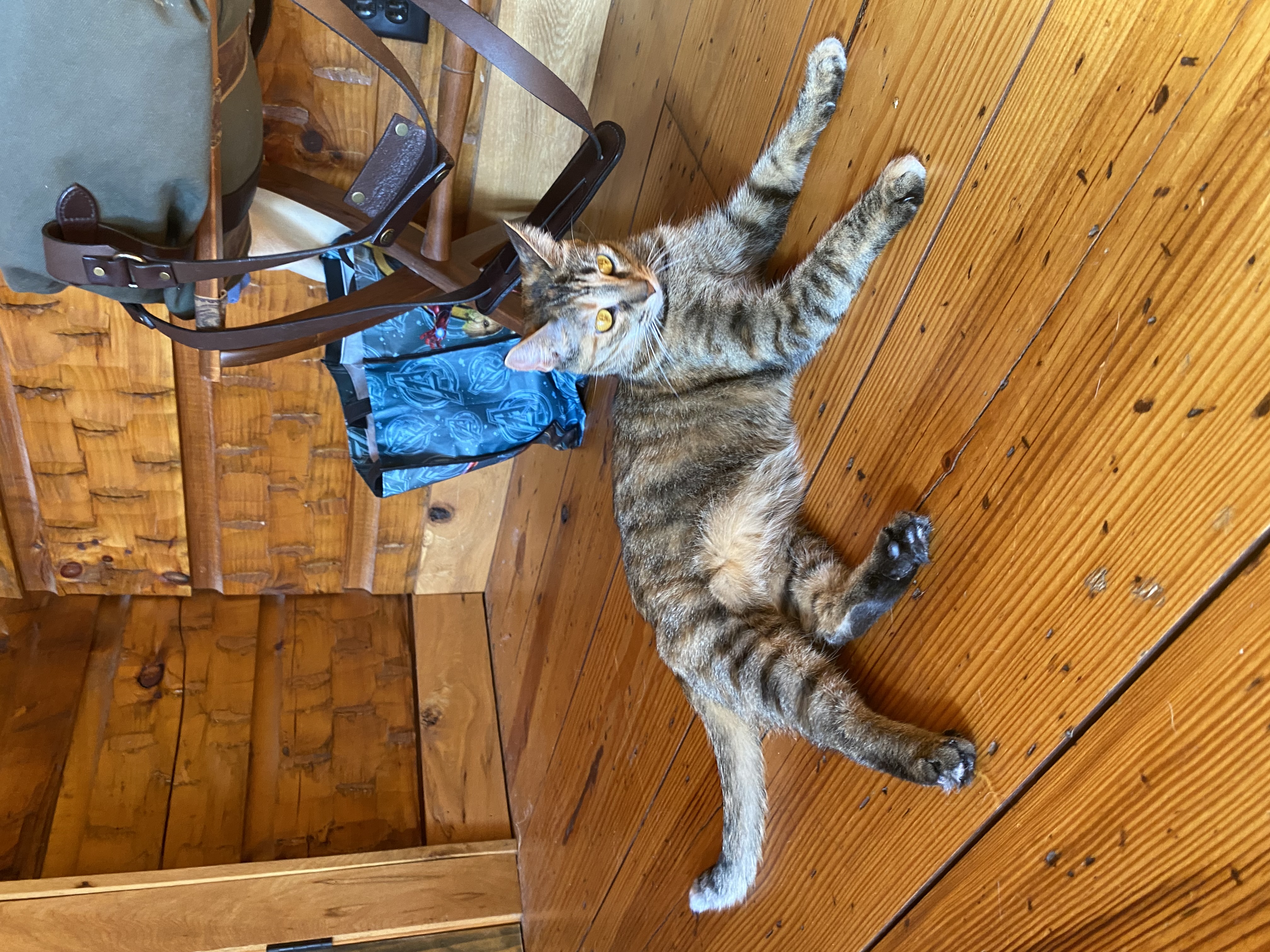 Kiki sitting in the sun in a cabin